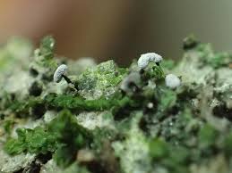 Attēlu rezultāti vaicājumam “Didymium clavus”