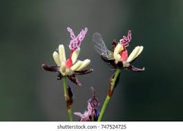 Attēlu rezultāti vaicājumam “Juncus gerardii bud”