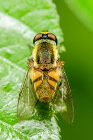 Attēlu rezultāti vaicājumam “Eristalis sp.”