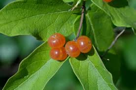 Attēlu rezultāti vaicājumam “Lonicera tatarica fruit”