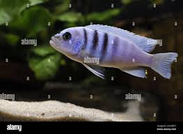 Risultati immagini per cynotilapia pulpican