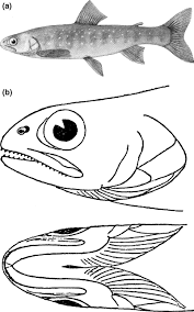 Image result for Salvelinus youngeri