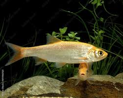 Attēlu rezultāti vaicājumam “Leuciscus idus”