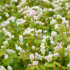 Attēlu rezultāti vaicājumam “Fagopyrum esculentum leaf”