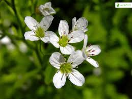 Attēlu rezultāti vaicājumam “Cardamine amara”