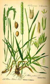 Attēlu rezultāti vaicājumam “Phleum phleoides fruit”