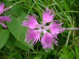 Image result for Dianthus superbus