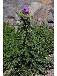 Attēlu rezultāti vaicājumam “Cirsium acaule fruit”
