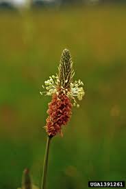 Attēlu rezultāti vaicājumam “Plantago lanceolata flower”