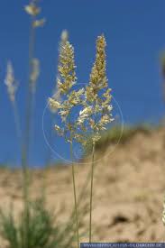 Attēlu rezultāti vaicājumam “Koeleria glauca flower”