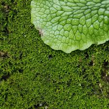 Attēlu rezultāti vaicājumam “Hedwigia ciliata sporophyte”