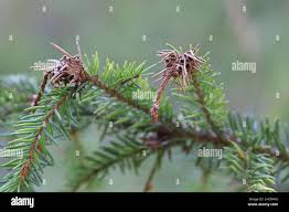 Attēlu rezultāti vaicājumam “Adelges laricis”