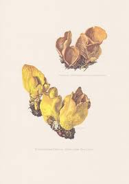 Attēlu rezultāti vaicājumam “Otidea leporina”