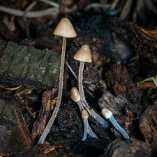 Attēlu rezultāti vaicājumam “Micarea sp.”