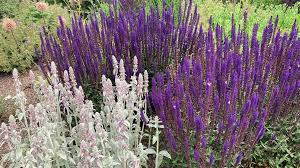 Image result for Salbei