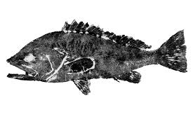 Image result for Epinephelus costae