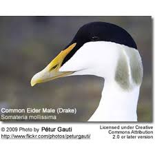 Attēlu rezultāti vaicājumam “Somateria mollissima male”