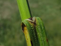 Attēlu rezultāti vaicājumam “Carex disticha”