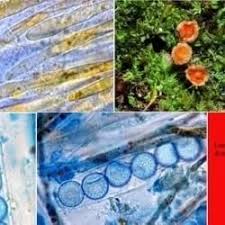 Attēlu rezultāti vaicājumam “Lamprospora tortulae-ruralis”