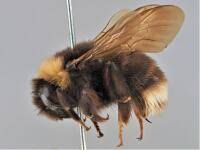 Attēlu rezultāti vaicājumam “Psithyrus sylvestris”