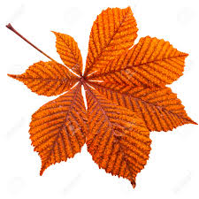 Attēlu rezultāti vaicājumam “Aesculus hippocastanum leaf”