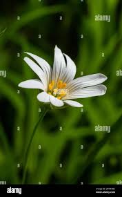 Attēlu rezultāti vaicājumam “Stellaria holostea leaf”