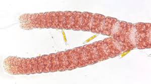 Attēlu rezultāti vaicājumam “Ceramium sp.”