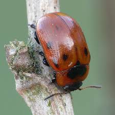 Attēlu rezultāti vaicājumam “Gonioctena viminalis”