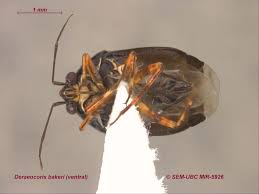 Attēlu rezultāti vaicājumam “Deraeocoris ruber imago”