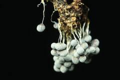 Attēlu rezultāti vaicājumam “Badhamia dubia”