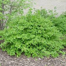 Attēlu rezultāti vaicājumam “Ribes alpinum”