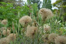 Attēlu rezultāti vaicājumam “Festuca ovina flower”
