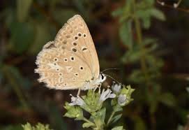 Attēlu rezultāti vaicājumam “Agrodiaetus amandus female”