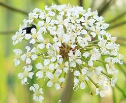 Attēlu rezultāti vaicājumam “Cicuta virosa flower”