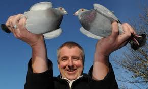 Image result for Abbeyton & Broomfield Racing Pigeons