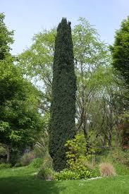 Attēlu rezultāti vaicājumam “Taxus baccata”