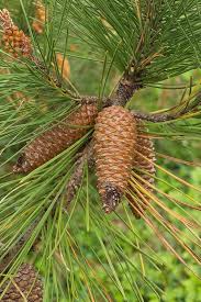 Attēlu rezultāti vaicājumam “Pinus sylvestris female flower”