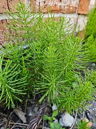 Attēlu rezultāti vaicājumam “Equisetum arvense”