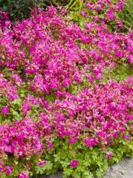 Image result for Geranium `Sandrine`