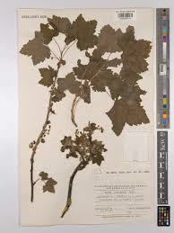 Attēlu rezultāti vaicājumam “Ribes spicatum”