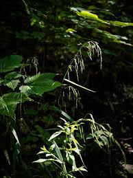 Attēlu rezultāti vaicājumam “Cinna latifolia leaf”