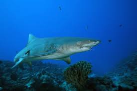 Image result for Negaprion acutidens