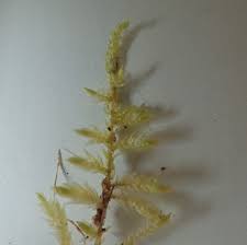 Attēlu rezultāti vaicājumam “Cirriphyllum piliferum”