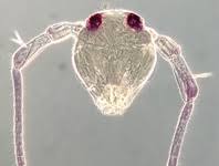 Attēlu rezultāti vaicājumam “Symphypleona”