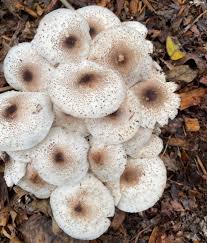 Attēlu rezultāti vaicājumam “Meleagris”