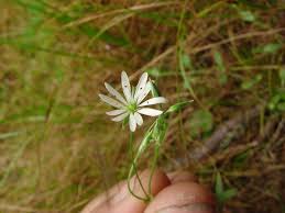 Attēlu rezultāti vaicājumam “Stellaria crassifolia”