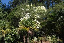 Attēlu rezultāti vaicājumam “Cinclidium stygium macro”