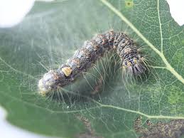 Attēlu rezultāti vaicājumam “Acronicta megacephala larva”