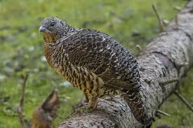 Attēlu rezultāti vaicājumam “Tetrao urogallus female”