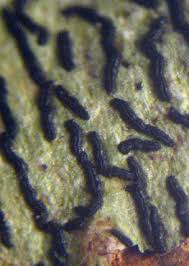 Attēlu rezultāti vaicājumam “Opegrapha atra”